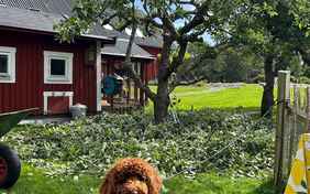 Auch Hunde sind herzlich Willkommen